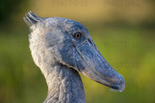 Shoebill