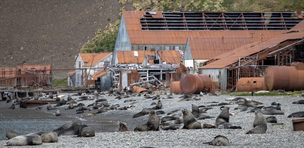 Sea Bears off South Georgia Whaling Station Stromness Bay