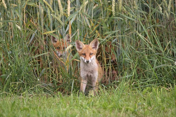 Red fox