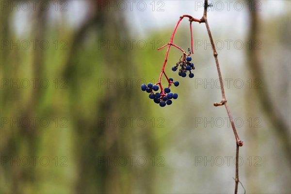 Fruit stand, berries on bare branch, wild wine in autumn, symbolic image, Solling, Weserbergland, Lower Saxony, Germany, Europe