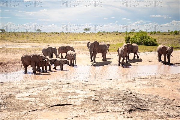 Herd of elephants at the waterhole in the savannah of East Africa, red elephants in the gene of Tsavo West National Park, Kenya, Africa