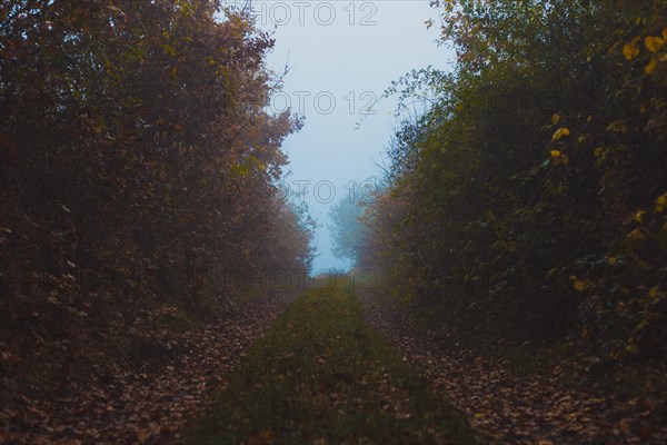 Path in the gorge during autumn fog