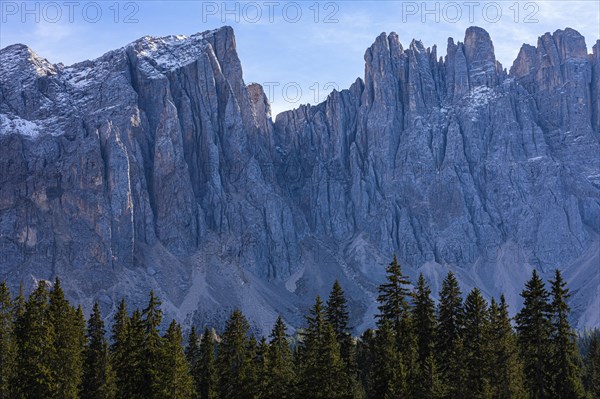 Spruce forest and summit of the Latemar, Dolomites, South Tyrol, Italy, Europe