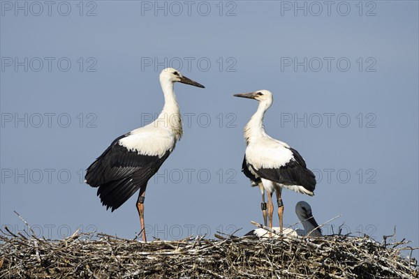 White Stork