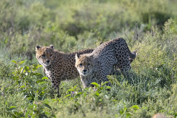 Cheetah