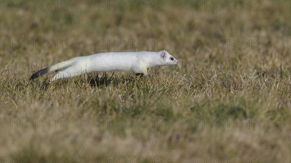 Stoat