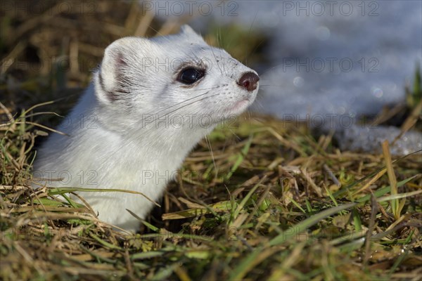 Stoat