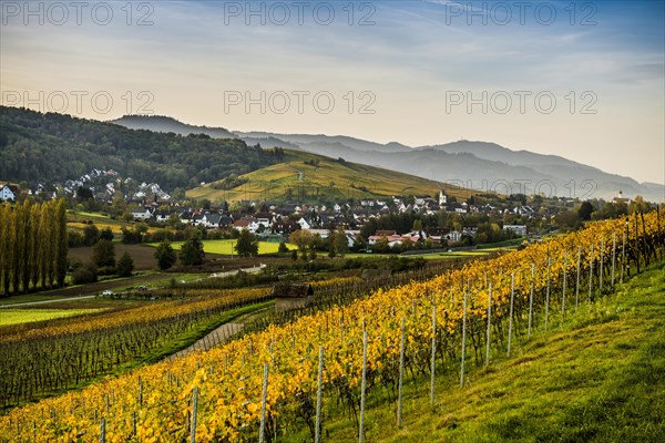 Village and autumn coloured vineyards, sunrise, Pfaffenweiler, near Freiburg im Breisgau, Markgraeflerland, Black Forest, Baden-Wuerttemberg, Germany, Europe
