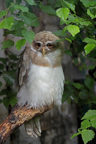 Spectacled Owl