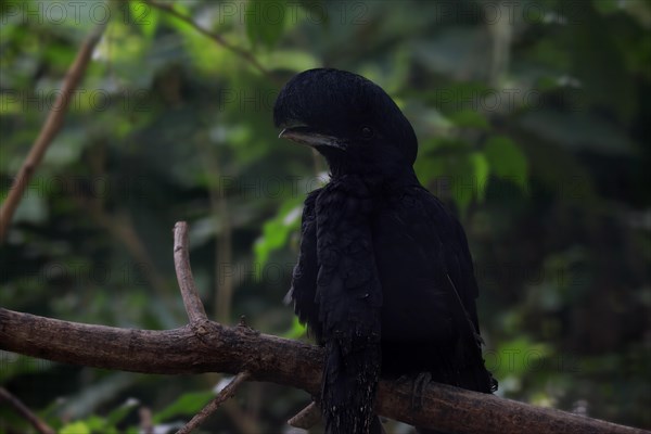 Long-wattled Umbrella Bird