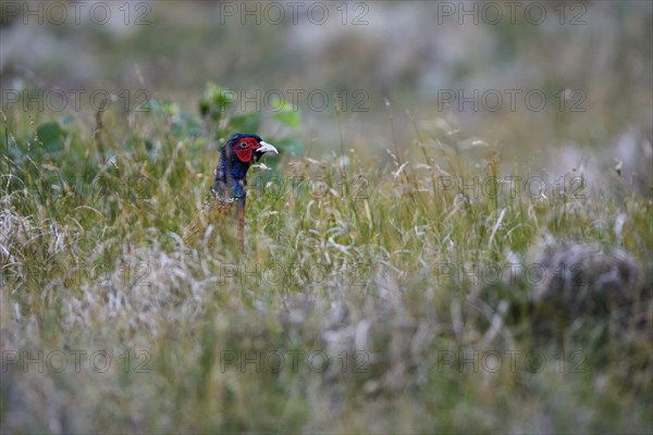 Pheasant