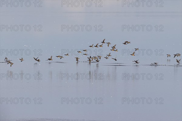 Eurasian wigeon