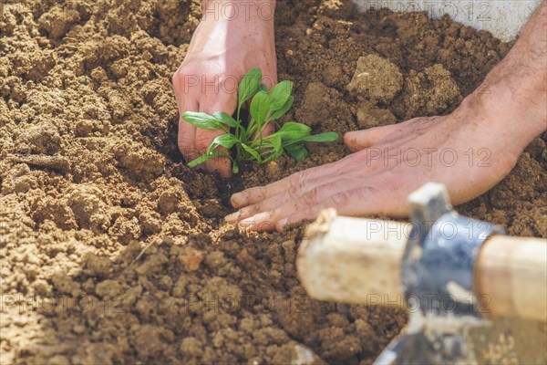 Close-up of a farmers hands planting a small spinach plant in an organic vegetable garden with a hoe