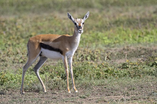 Serengeti thomsons gazelle