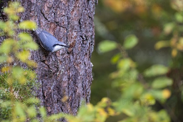 Northern eurasian nuthatch