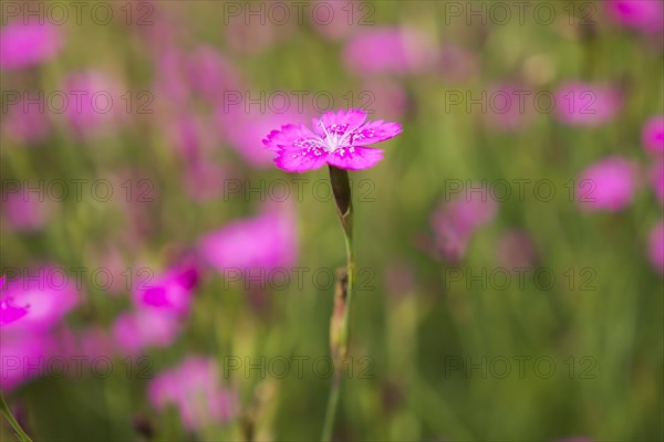 Maiden pinks