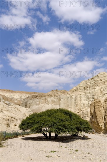 Umbrella acacia