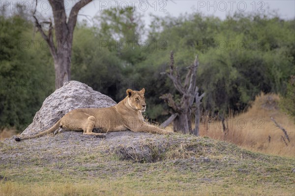 Lioness