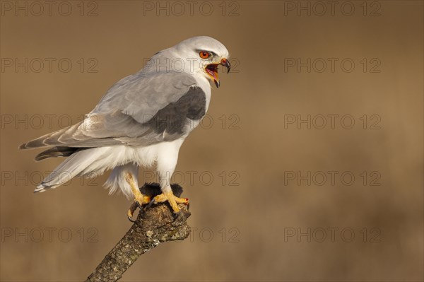 Black-winged kite