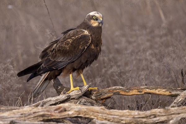 Western marsh-harrier