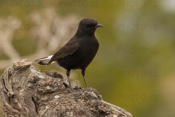 Black Wheatear