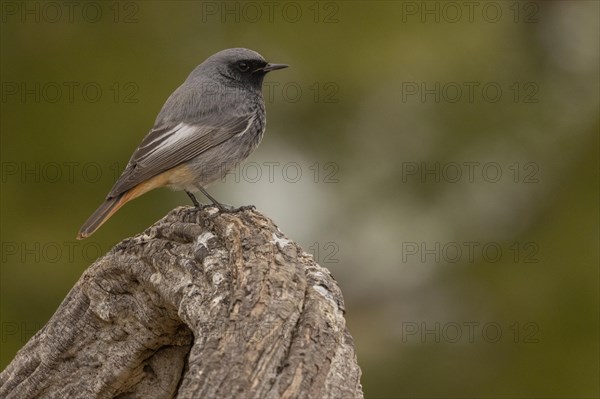 Black Redstart