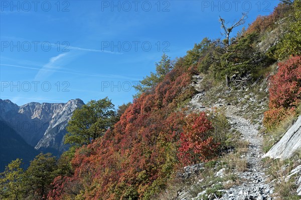 Hiking trail through a dry slope with red, purple and yellow-green wig bushes