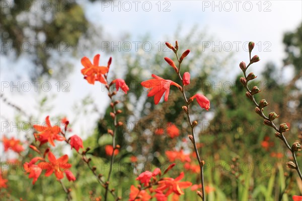 Beautiful Crocosmia flowers in nature background