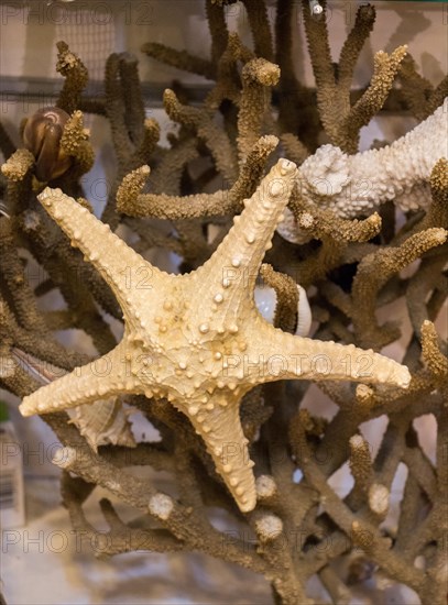 Beautiful starfish for decorative purposes