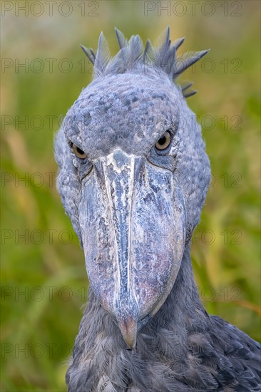 Shoebill