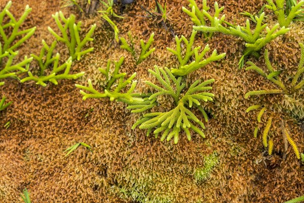 Colourful vegetation at La Soufriere volcano, Basse-Terre, Guadeloupe, France, North America