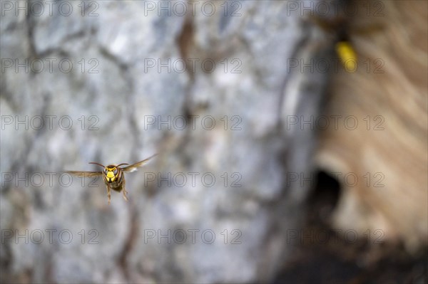 European hornet