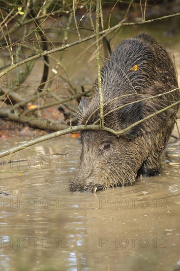 Wild boar