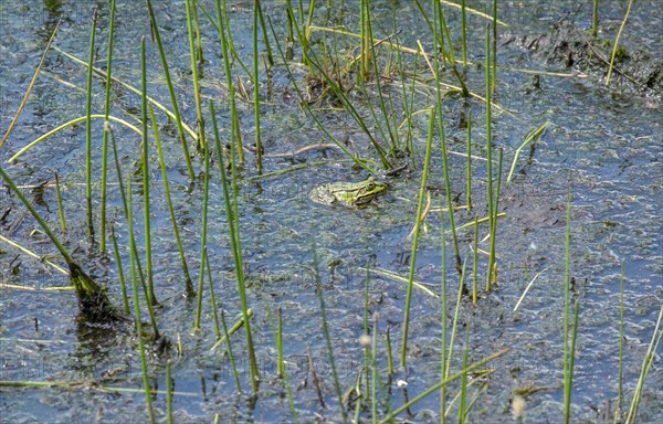 Green frog