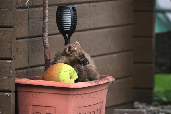 European pine marten