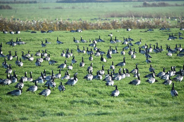 Canada geese