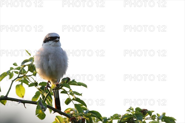 Red-backed Shrike