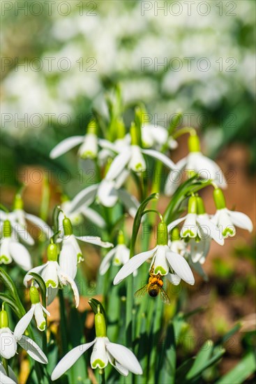 Bee and Snowdrop