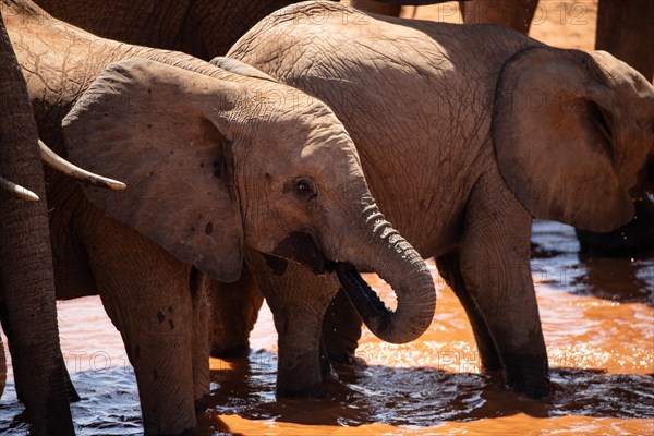 Herd of elephants at the waterhole in the savannah of East Africa, red elephants in the gene of Tsavo West National Park, Kenya, Africa