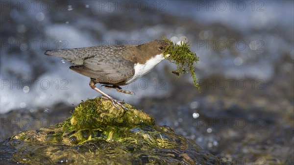 White-throated Dipper