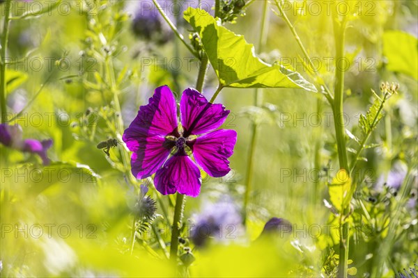 Flower of the mallow