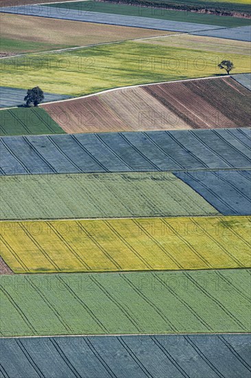 Agriculture fields at the foot of the Swabian Alb, grain fields, Ochsenwang, Bissingen an der Teck, Baden-Wuerttemberg, Germany, Europe