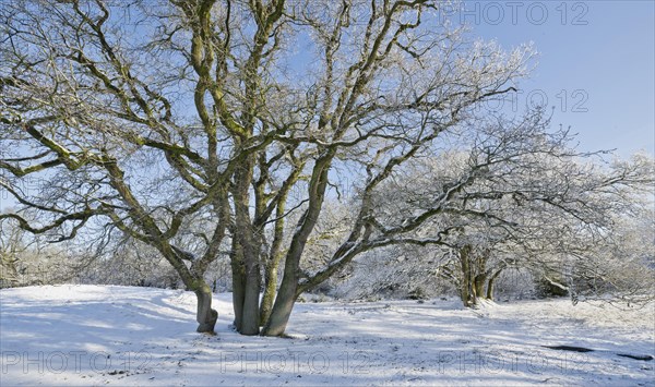 English oaks