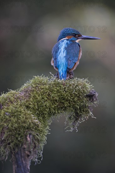 Common kingfisher