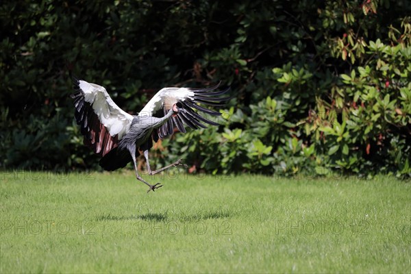 Gray crowned-crane