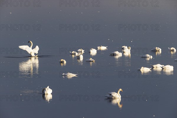 Mute Swan