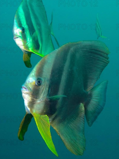 Longfin batfish