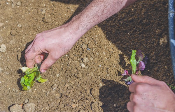 Close-up of a mans hands planting lettuce in an organic garden