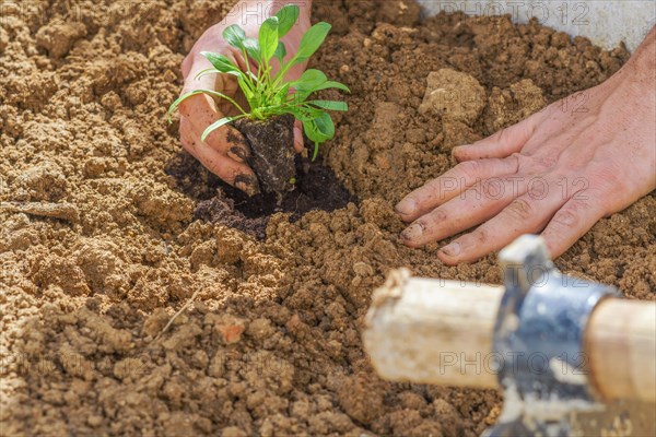 Close-up of a farmers hands planting a small spinach plant in an organic vegetable garden with a hoe