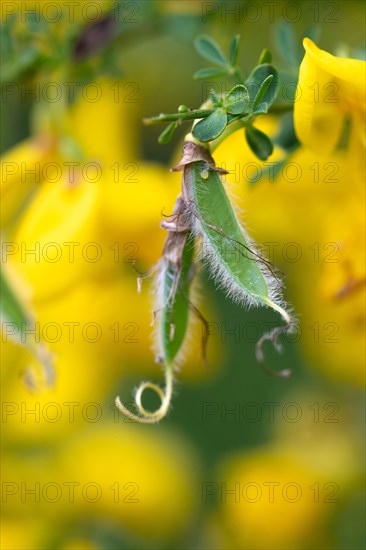 Common broom